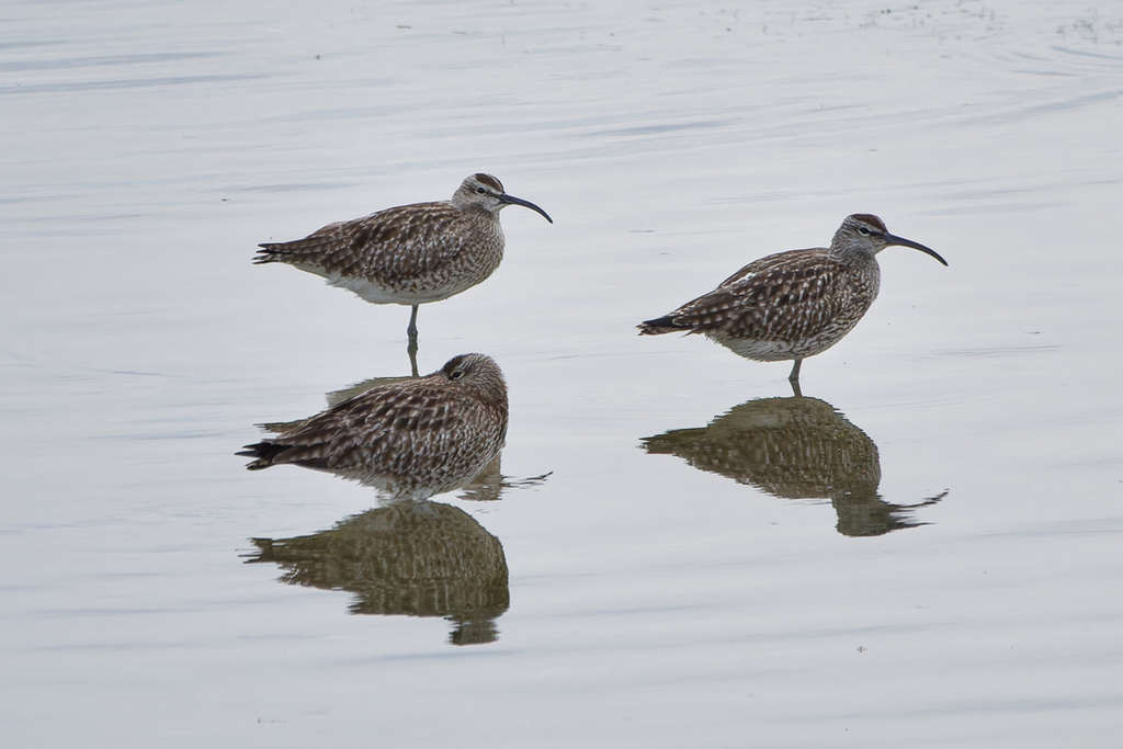 Whimbrel